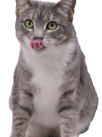 Baylee-tongue-curled-on-nose-on-white-IMG_1254-WEB